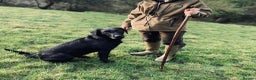 Labrador Retriever dogs for stud: Health Tested KC Registered Black Labrador Stud in Ashbourne - Advert 6