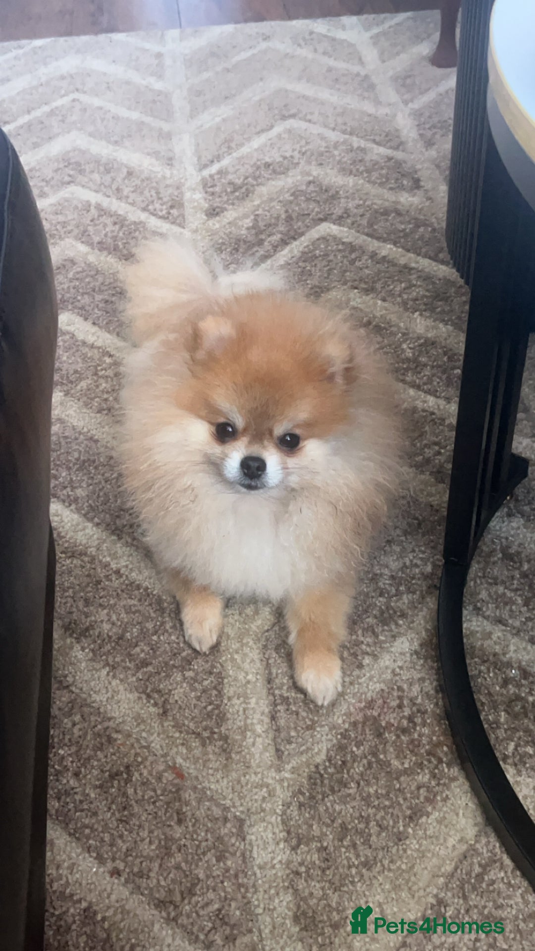 Pomeranian dogs for sale: Miniature Pomeranian Girl  - Advert 7