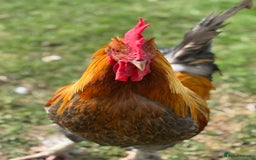Chickens poultry for sale: Old English Cockerel - Image 5