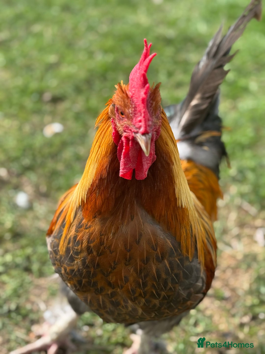 Chickens poultry for sale: Old English Cockerel - Image 5