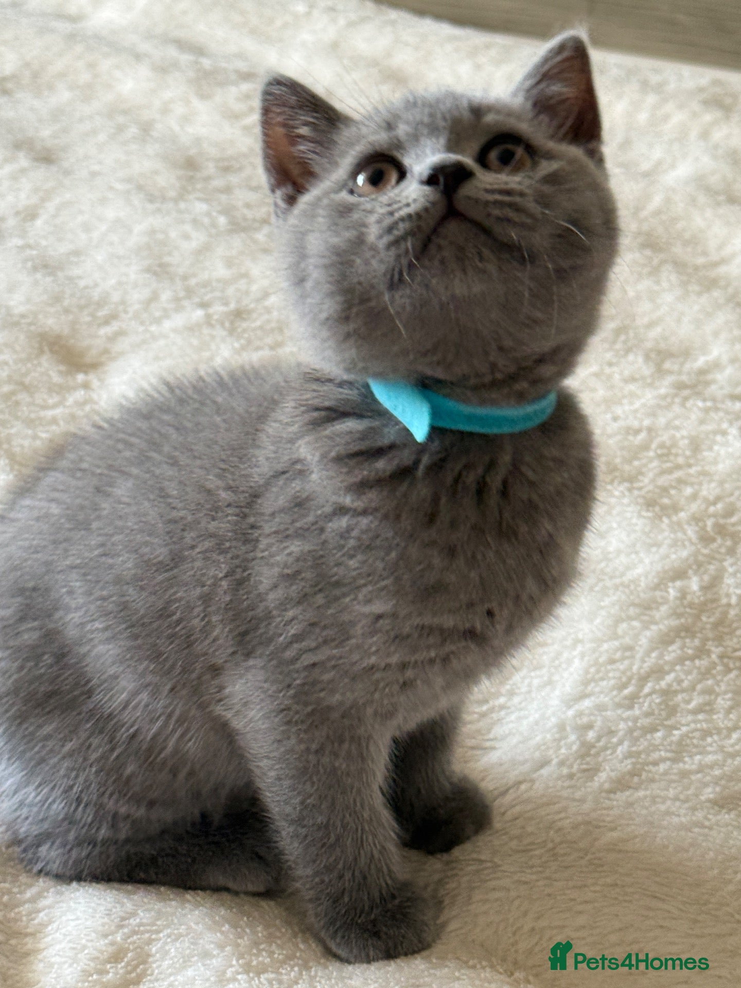 British Shorthair cats Pedigree TICA  BSH blue & lilac kittens  - Advert 1