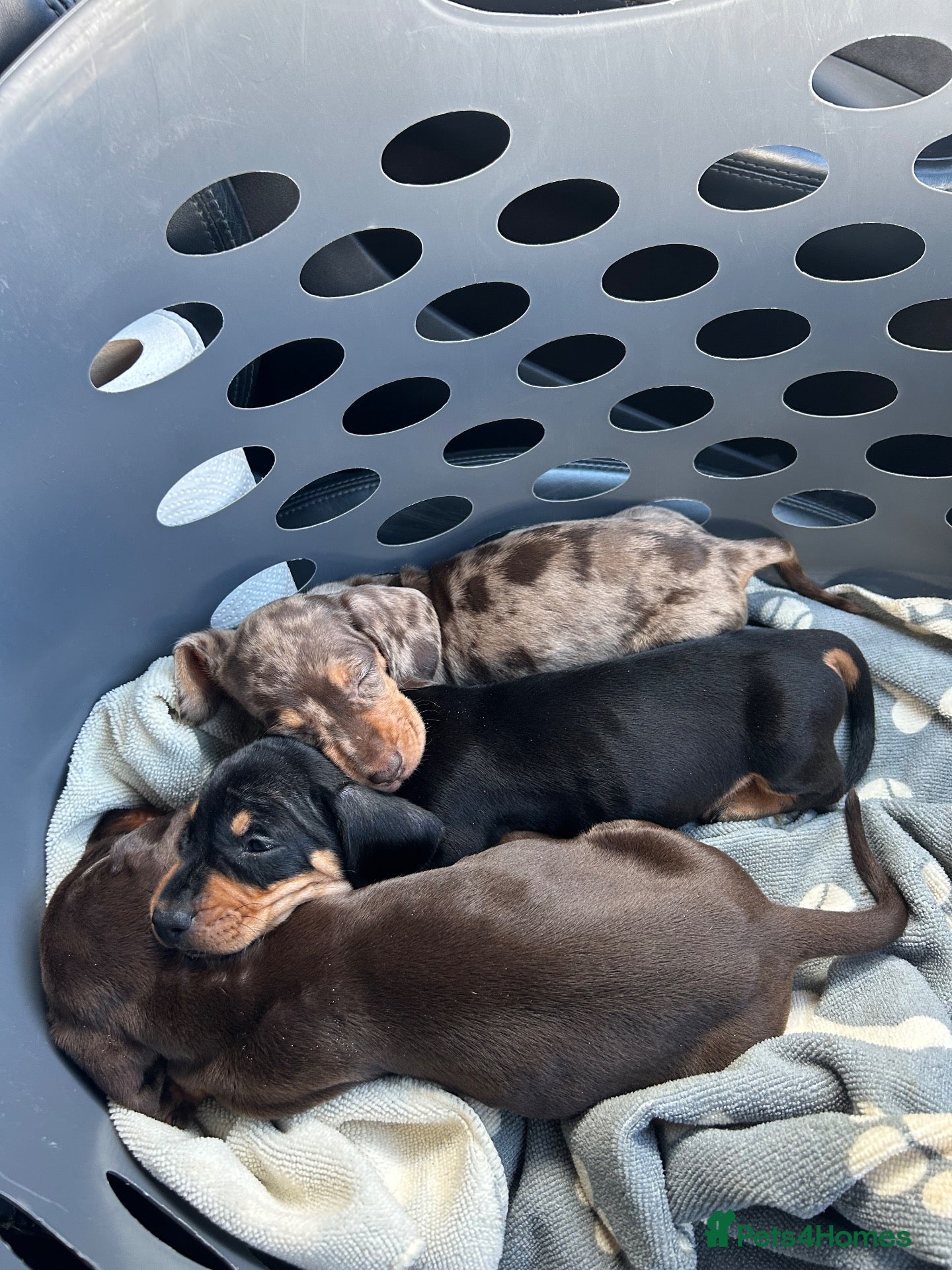Miniature Dachshund dogs 3 Gorgeous Smooth Coat Miniature Dachshund Puppies - Advert 1