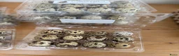 Quail poultry for sale: Sparkly Gene Coturnix Hatching Eggs - Advert 2