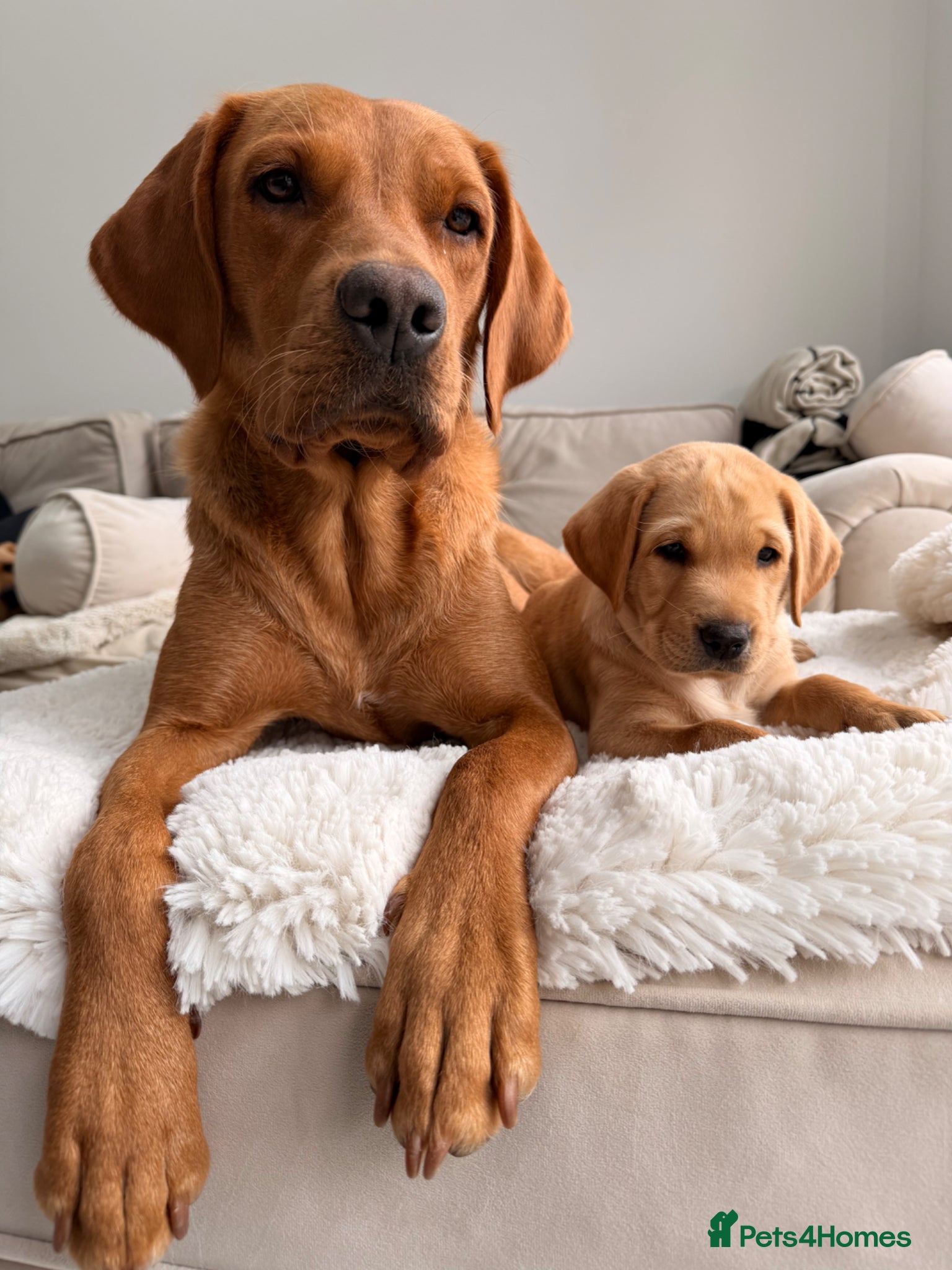 Labrador Retriever dogs for sale: READY TO GO! Beautiful KC Reg Labrador Puppies - Advert 1