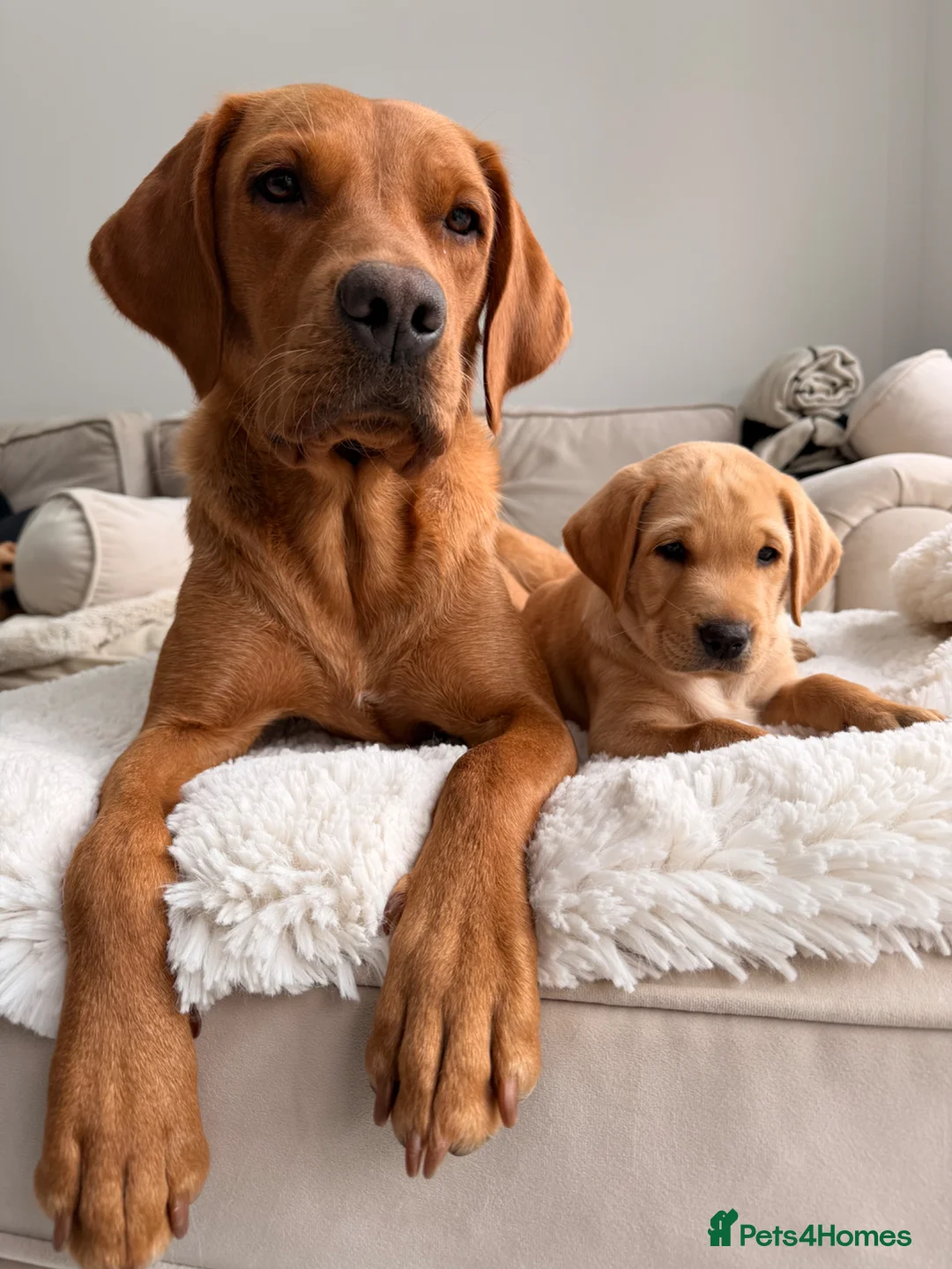 Labrador Retriever dogs for sale: Beautiful KC Registered Labrador Puppies - Advert 1