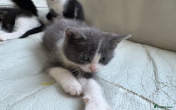 Mixed Breed cats for sale: Kittens for sale - Image 3