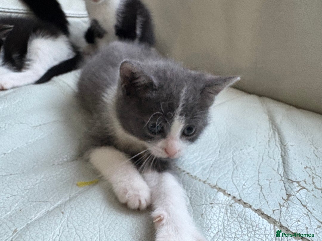Mixed Breed cats for sale: Kittens for sale - Image 3