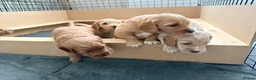 Cockapoo dogs for sale: Beautiful F2 Cockapoo Puppies in Birmingham - Advert 9