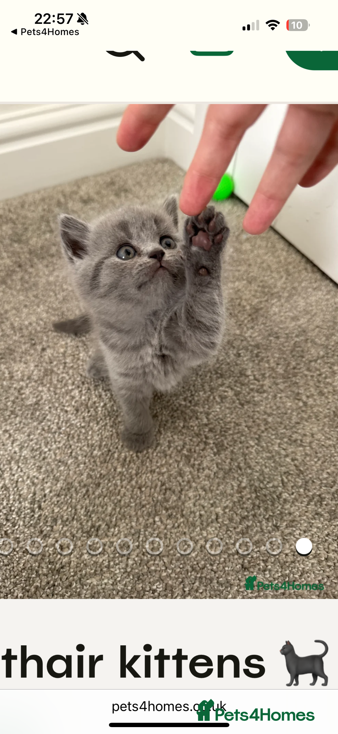British Shorthair cats for sale: British shorthair kittens 🐈‍⬛ - Advert 3