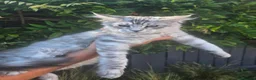 Maine Coon cats for sale: Pedigree Maine Coon Kittens  - Advert 20