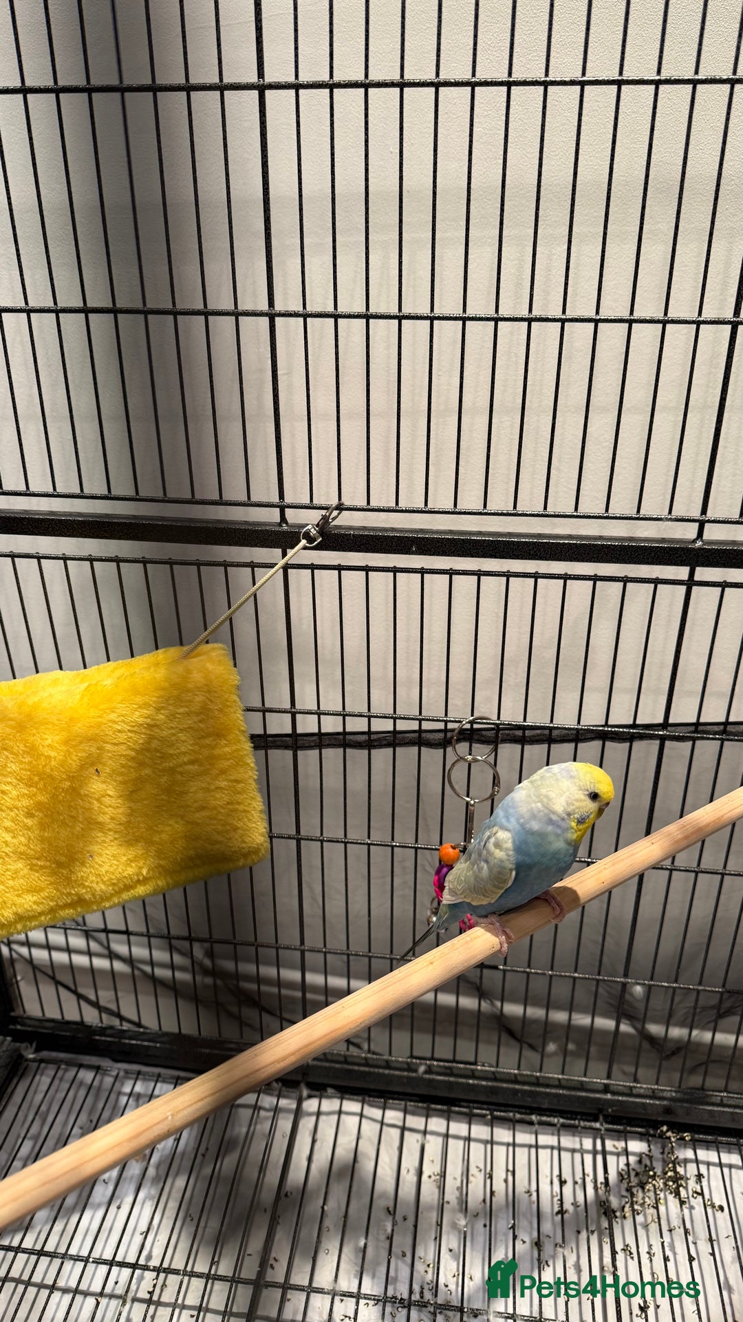 Budgerigars birds for sale: 1 BUDGIE AND CAGE FOR FREE ‼️ - Advert 3