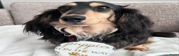 Miniature Dachshund dogs for sale: 🖤🍦 STUNNING SILVER DAPPLE & CREAM LONGHAIR 🍦🖤  - Advert 17