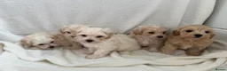 Maltipoo dogs for sale:  **  Maltipoo puppy’s  in Swanley - Advert 14
