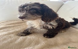 Cockapoo dogs for sale: Adorable cockapoo puppies for sale  - Image 1