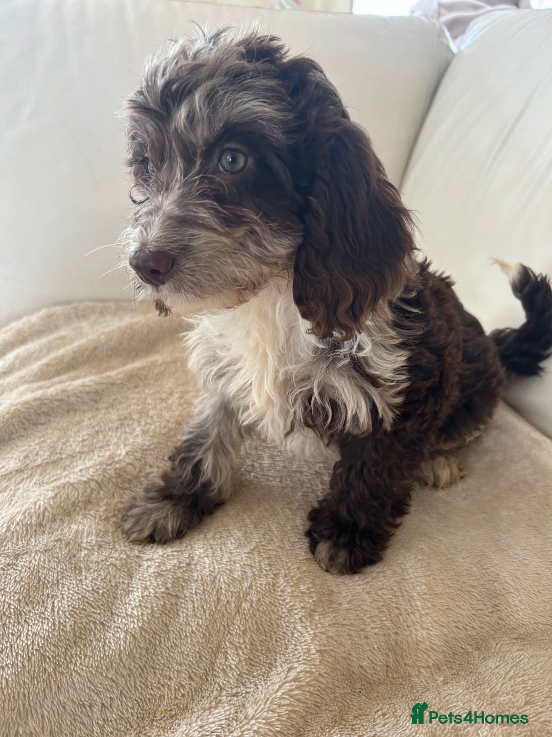 Cockapoo dogs for sale: Adorable cockapoo puppies for sale  - Image 1