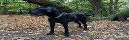 Labrador Retriever dogs for stud: Proven KC registered black field lab, for stud in Wirral - Advert 7