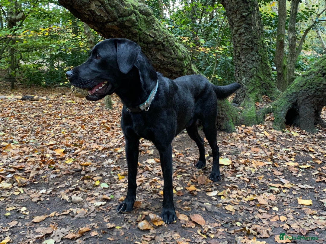 Labrador Retriever dogs for stud: Proven KC registered black field lab, for stud in Wirral - Advert 7