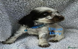 Cocker Spaniel dogs for sale: Cocker spaniel  - Image 9