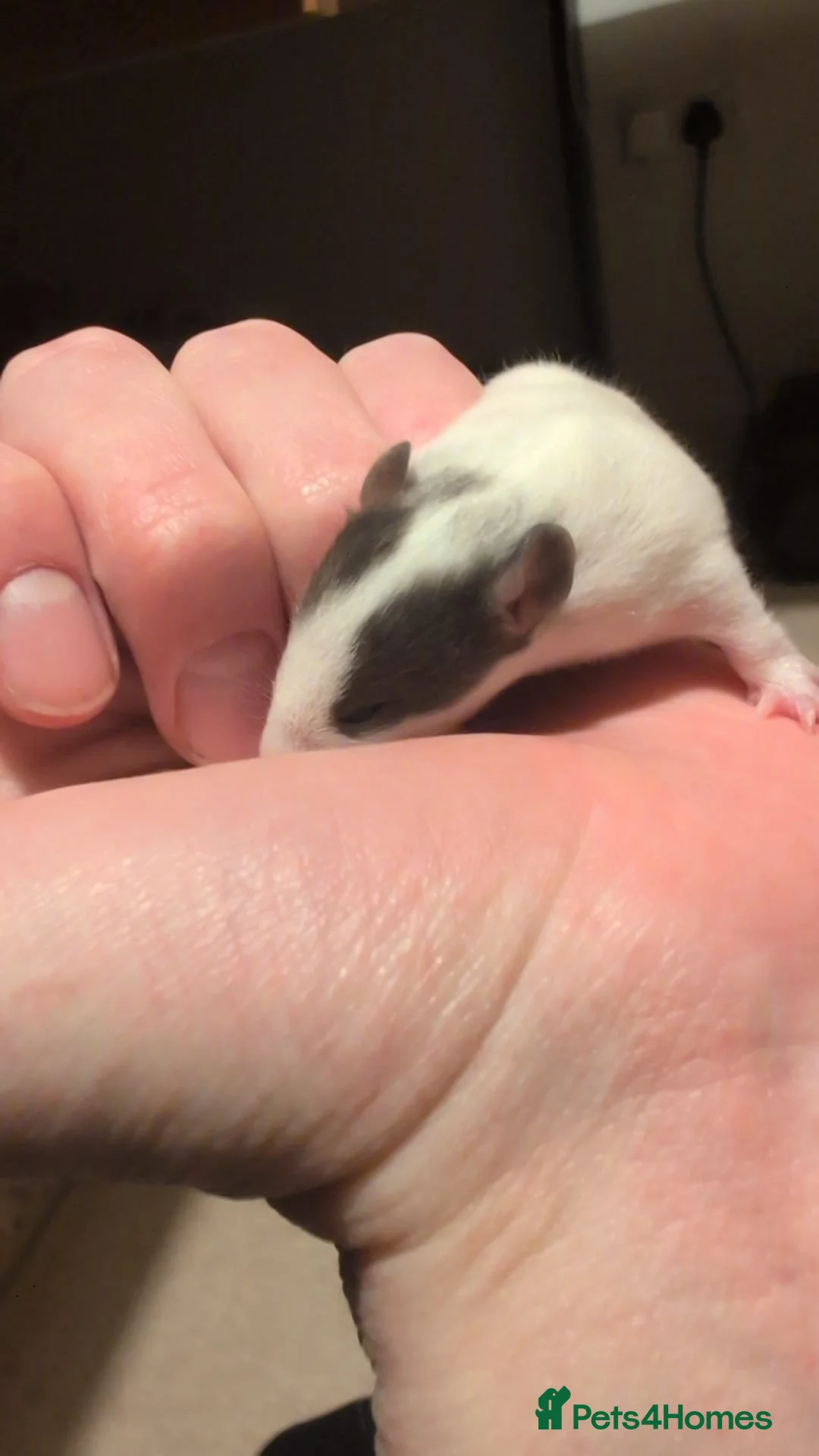 Rat rodents for sale: Multiple different Breeds, hand tame rats - Advert 11