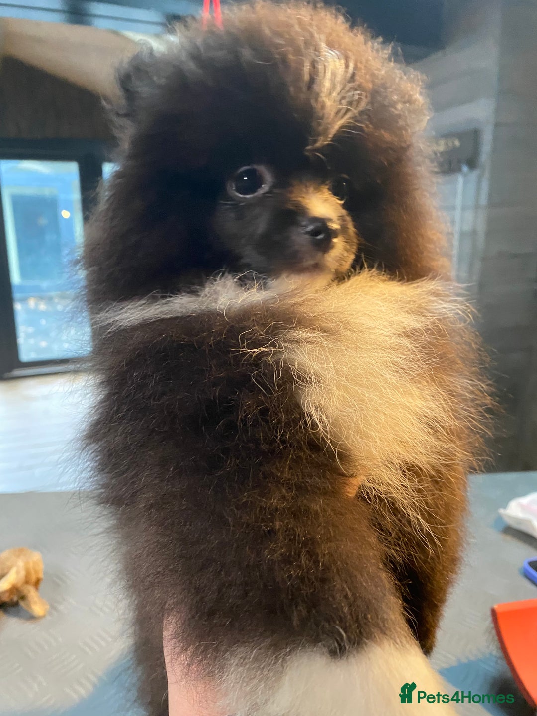 Pomeranian dogs for sale: Super cute sassy poms - Advert 11