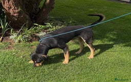 Mixed Breed dogs for adoption: Parker (Hound mix) - Image 16