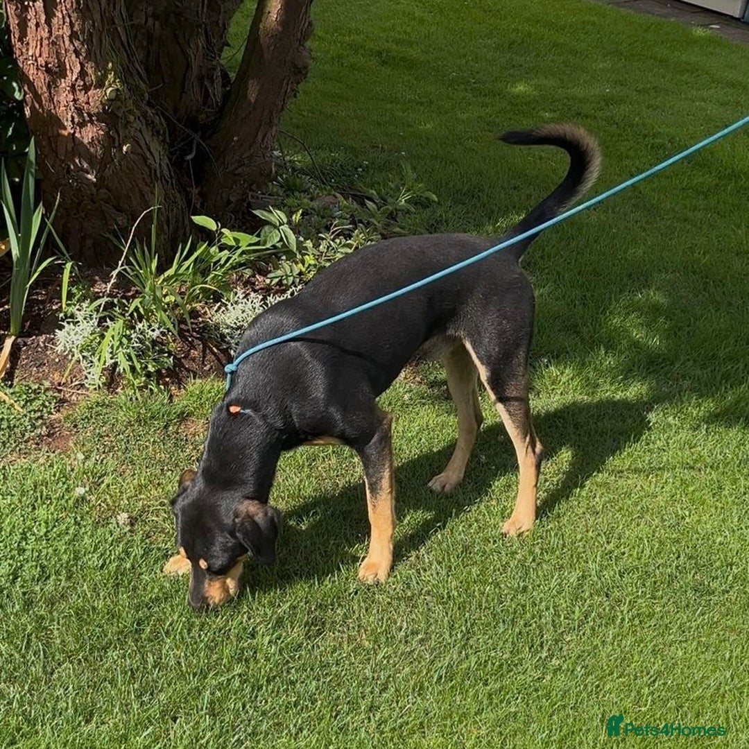 Mixed Breed dogs for adoption: Parker (Hound mix) - Image 16