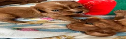 Cavalier King Charles Spaniel dogs for sale: King Charles cavalier puppies ruby - Advert 8
