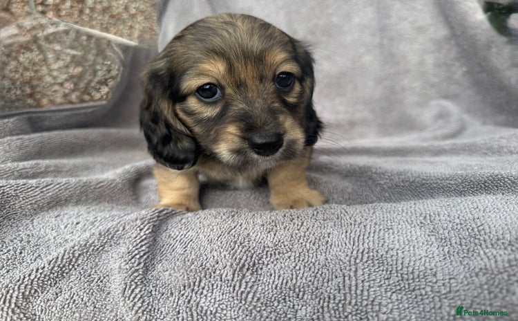 Miniature Dachshund dogs for sale - Advert 1