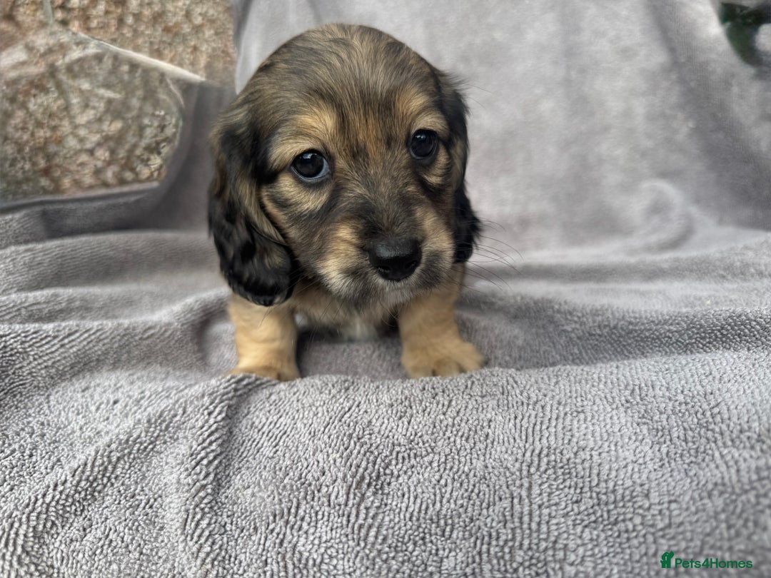 Miniature Dachshund dogs for sale: True Long hair English cream KC miniature  - Image 1