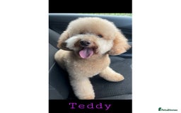 Miniature Poodle dogs for stud: Teddy KC Registered/Health tested Toy Stud in Wigan - Image 10