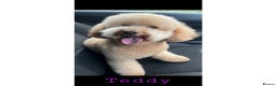 Miniature Poodle dogs for stud: Teddy KC Registered/Health tested Toy Stud in Wigan - Advert 10