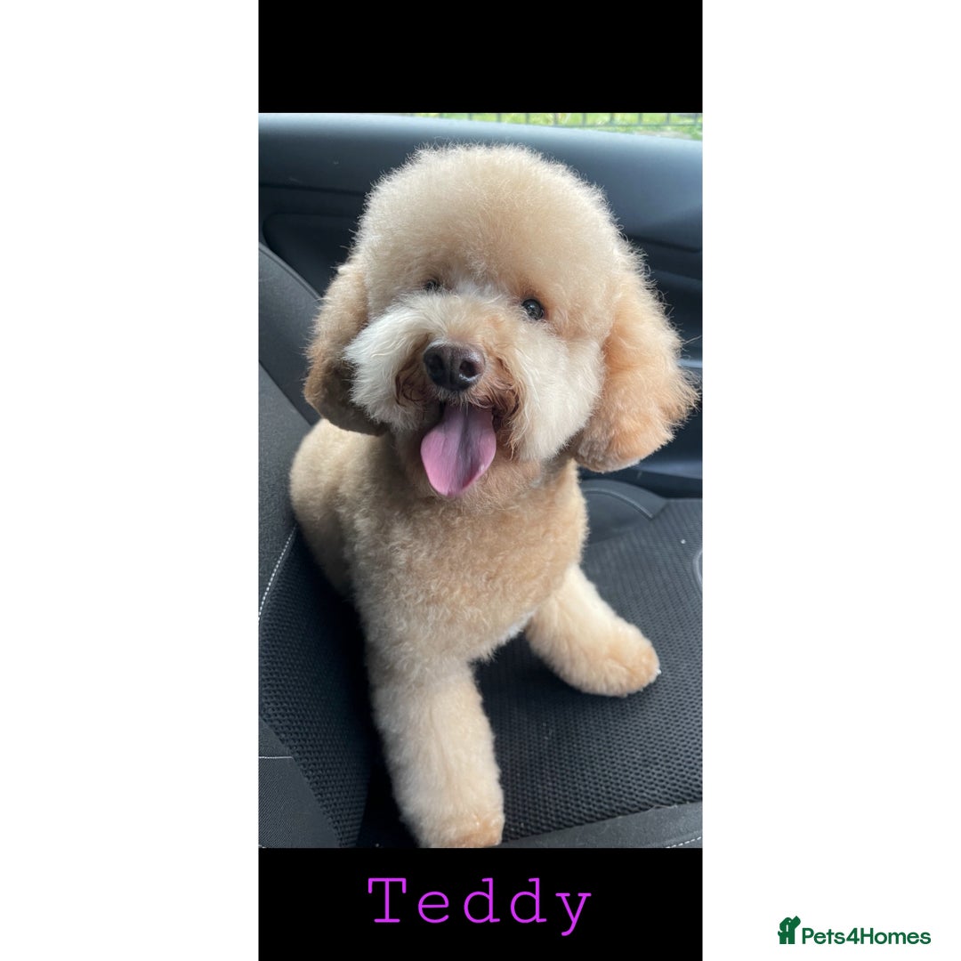 Miniature Poodle dogs for stud: Teddy KC Registered/Health tested Toy Stud in Wigan - Image 10