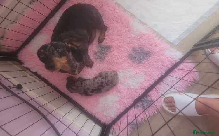 Miniature Dachshund dogs Miniature dachshund  - Advert 3