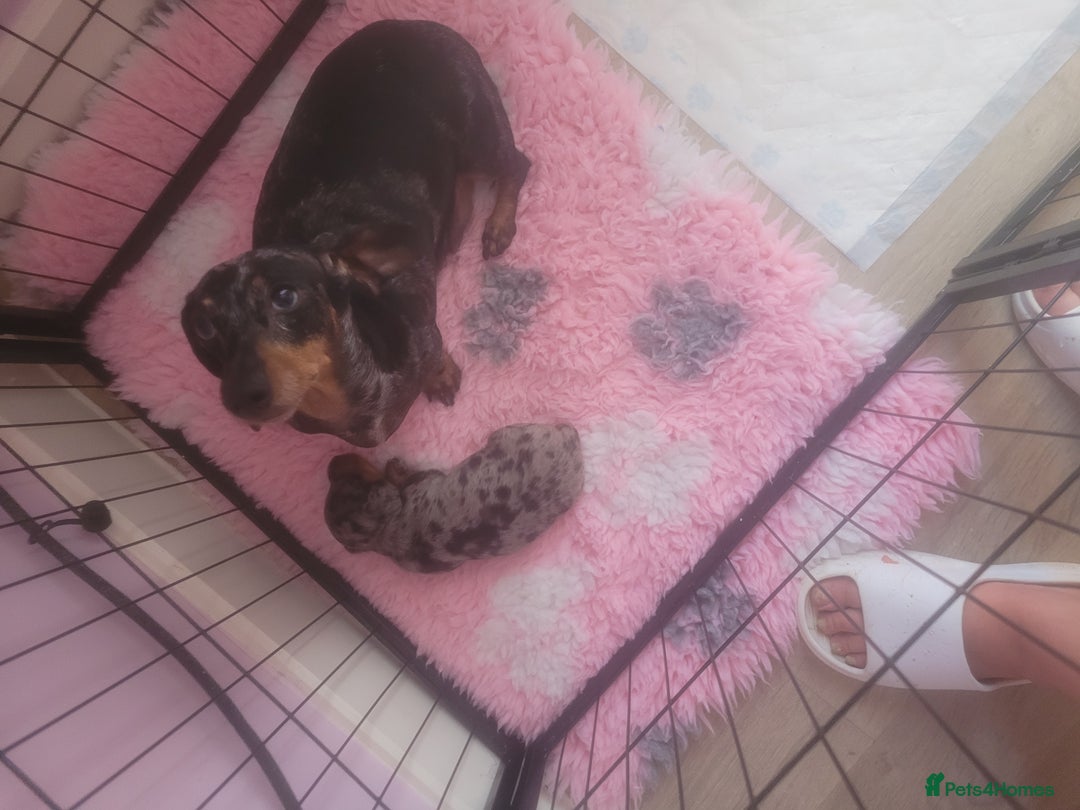 Miniature Dachshund dogs for sale: Miniature dachshund  - Advert 1