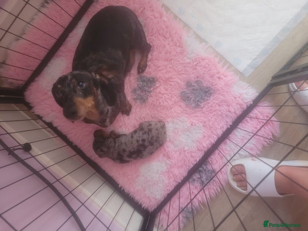 Miniature Dachshund dogs Miniature dachshund - Advert 3