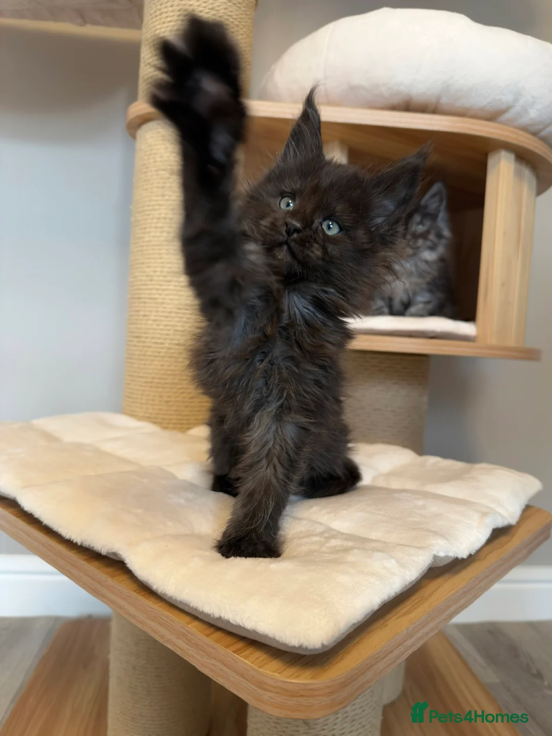 Maine Coon cats for sale: ⭐️ Outstanding TICA Maine Coons ⭐️ - Russian Lines in Halifax - Advert 15