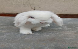 Mini Lop rabbits for sale: Mini lops from show lines - Image 4