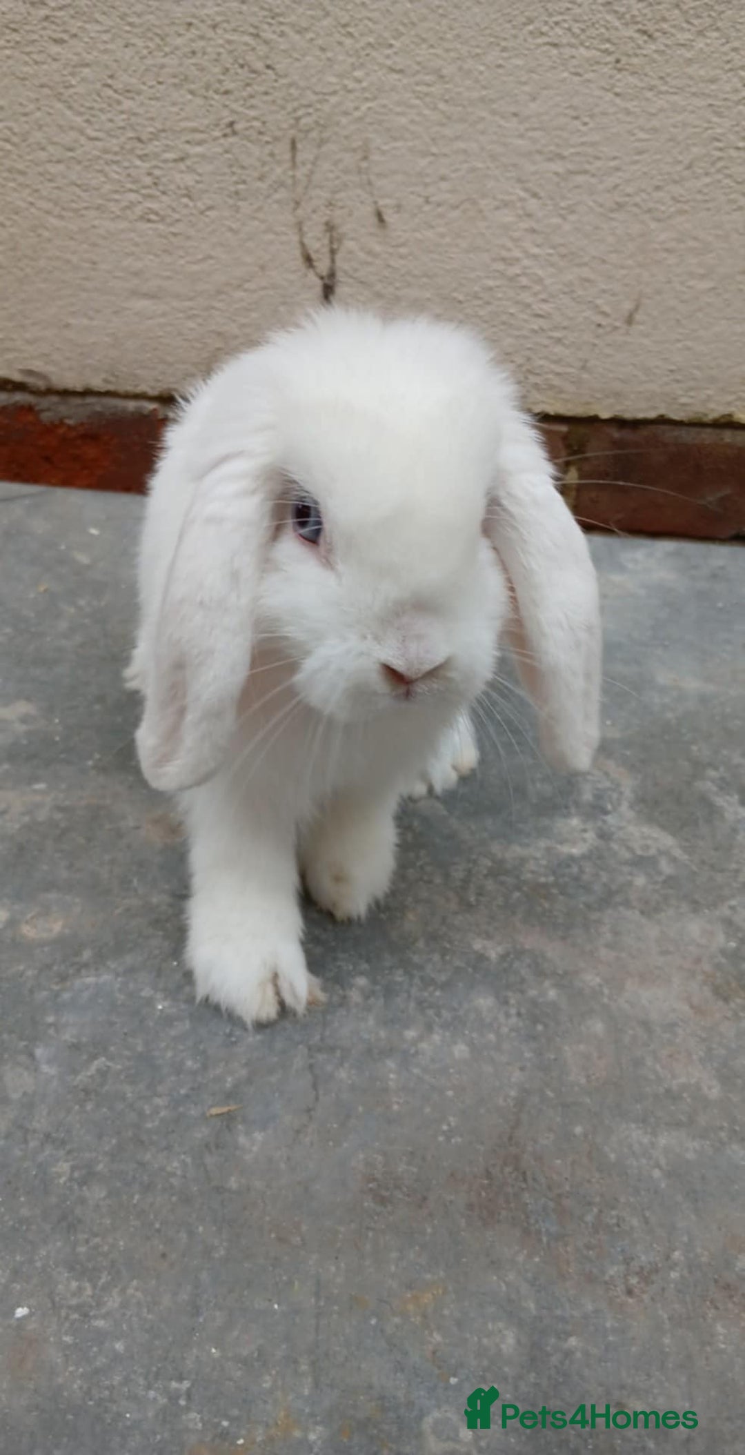 Mini Lop rabbits for sale: Mini lops from show lines - Image 4