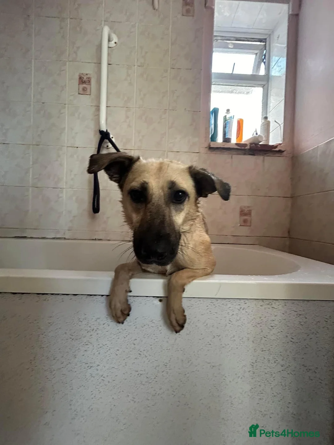 Mixed Breed dogs for adoption: Isodora - Norwich Norfolk  in Norwich - Advert 20