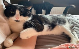 British Shorthair cats for sale: URGENT free - rehoming my beautiful cat <3 - Image 10
