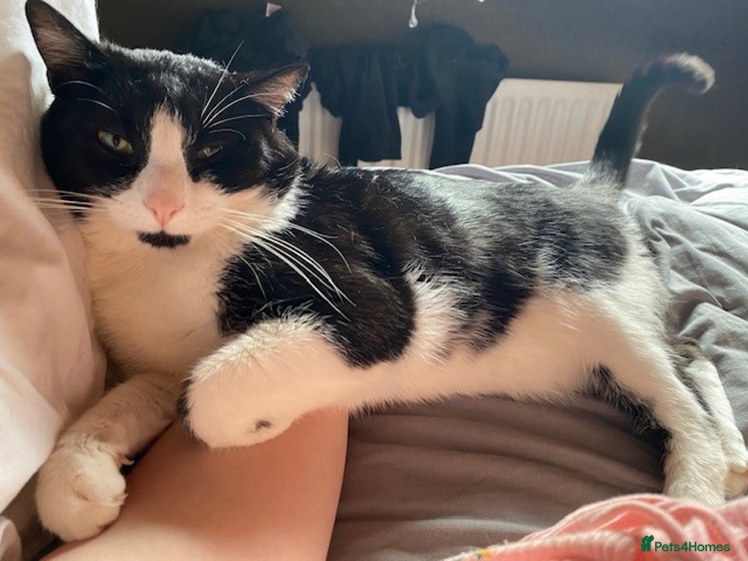 British Shorthair cats for sale: URGENT free - rehoming my beautiful cat <3 - Image 10
