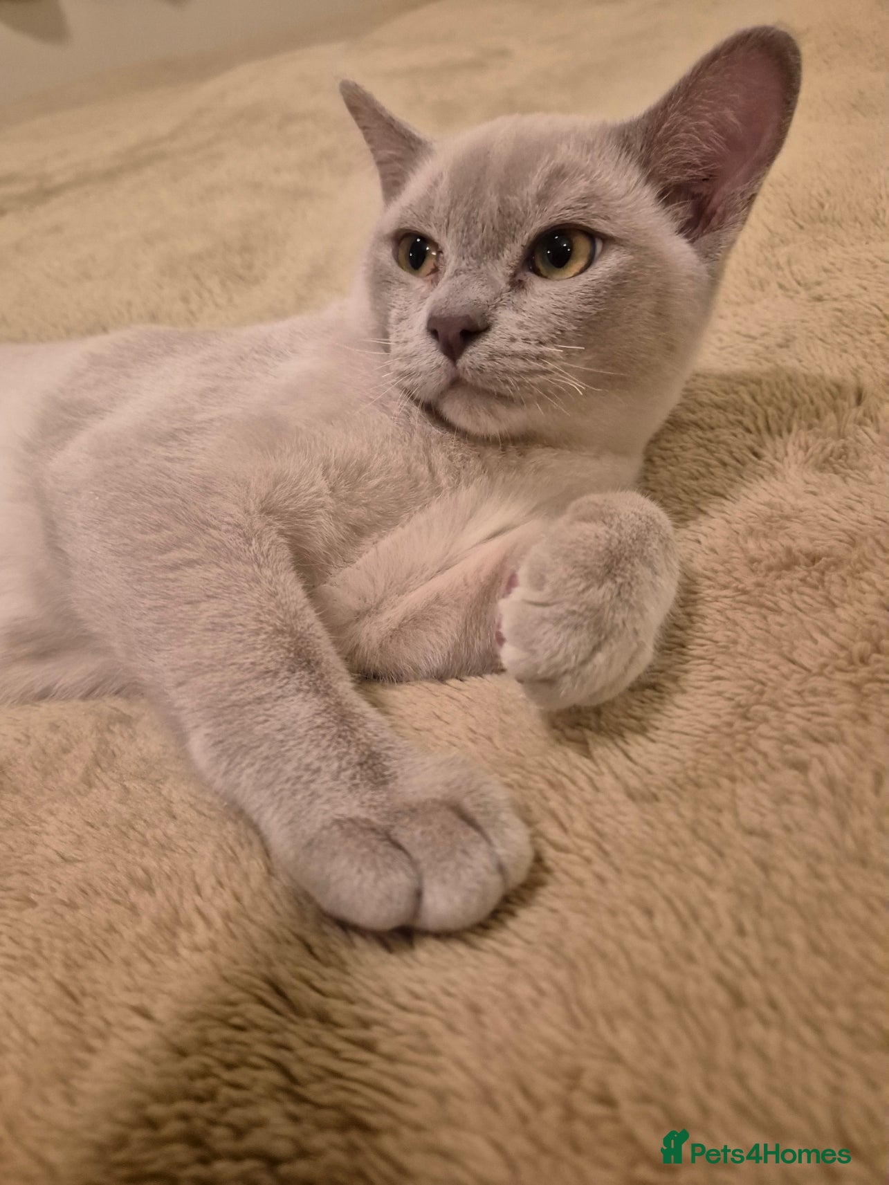 Burmese cats Pedigree Lilac Male Burmese Kitten - Advert 2