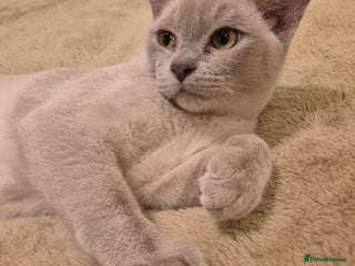 Burmese cats Pedigree Lilac Male Burmese Kitten - Advert 2