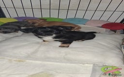 Chihuahua dogs for sale: Stunning Babies looking for forever 5* homes - Image 5
