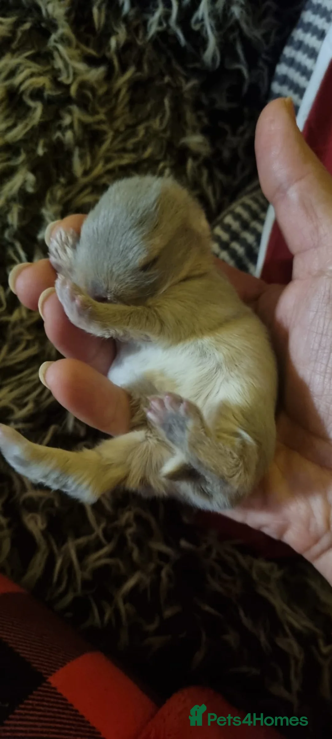 Netherland Dwarf rabbits for sale: Baby Pure Bred Netherland Dwarf - Agouti Female - Advert 5