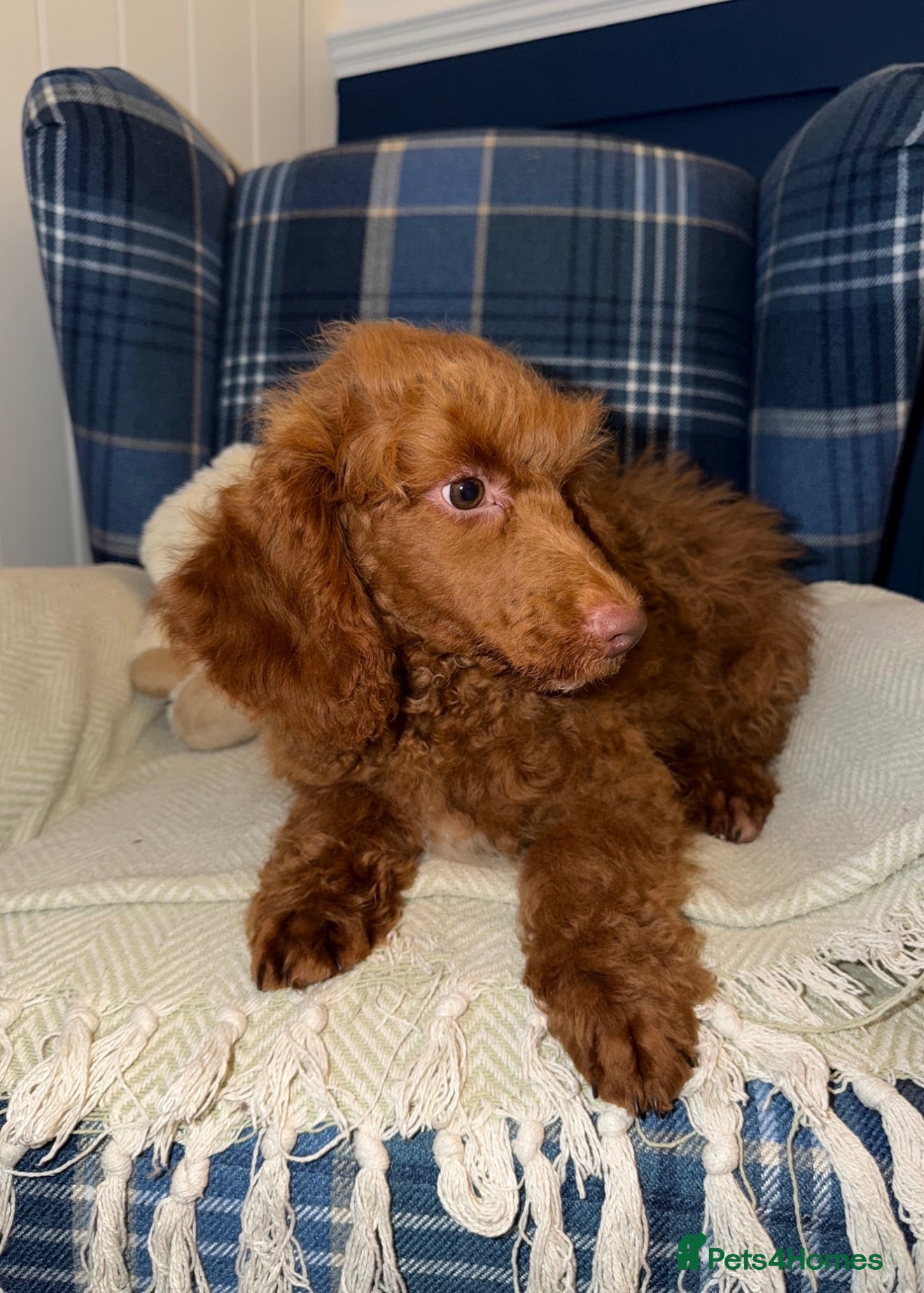 Miniature Poodle dogs 🩷Beautiful Mini Poodle Puppies - Ready Now 💜 - Advert 2