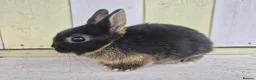 Netherland Dwarf rabbits for sale: 🩵PRETTIEST NETHERLAND DWARF COLOURED BABIES 🩷 - Advert 29