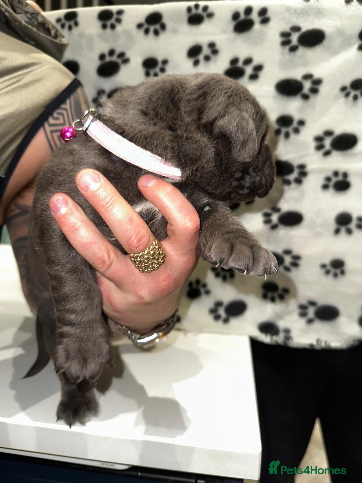 Cane Corso dogs for sale: Cane corso puppies  - Advert 14
