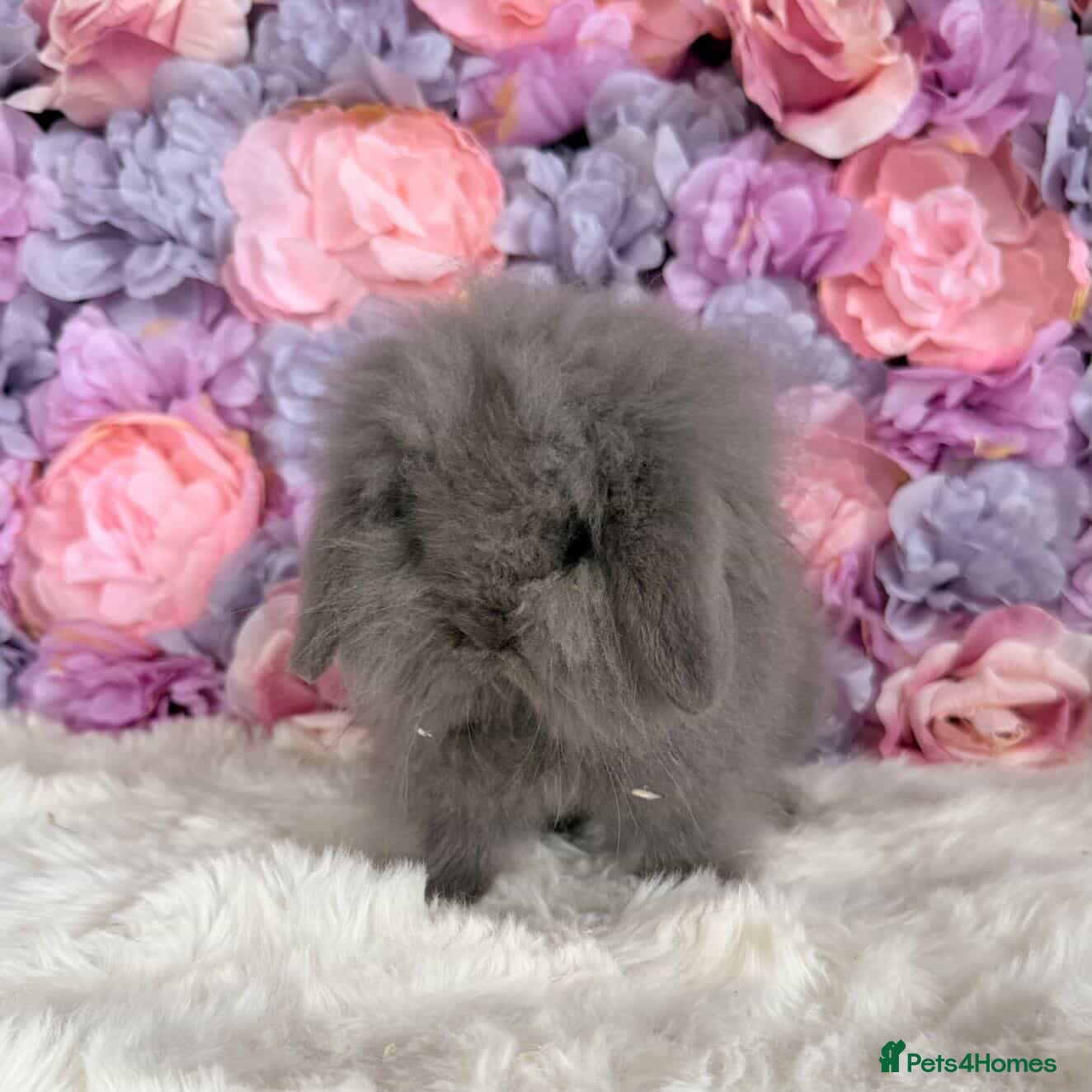 Mini Lop rabbits 🌸 Friendly Mini Lops & dm lionlops 🌸 xxx - Advert 13