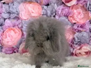 Mini Lop rabbits 🌸 Friendly Mini Lops & dm lionlops 🌸 xxx - Advert 13